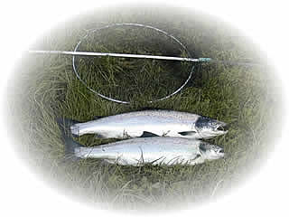 Two Silver Grilse
